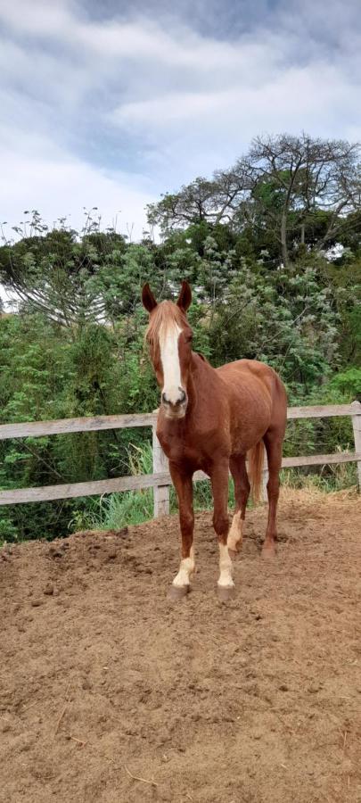 Вилла Refugio Horse Санту-Антониу-ду-Пиньял Экстерьер фото